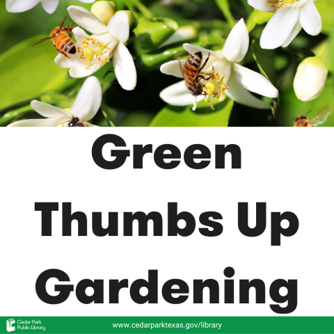 Bees on small white flowers with text: Green Thumbs Up Gardening